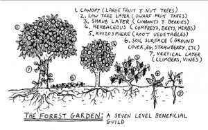 Forest Garden 2