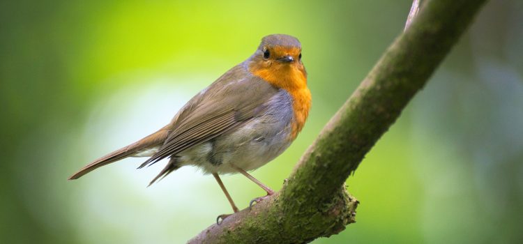 Where Are All the Birds? By Eric Luttrell, Community Carbon Team Member at St. Andrew Lutheran Church