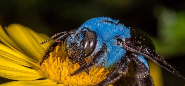 Time to Bee Busy by Carol Harker Community Carbon Team Leader at St. Andrew Lutheran